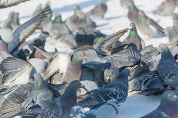 Pigeons feed in the winter. A lot of pigeons. A flock of pigeons. Birds feed in winter.