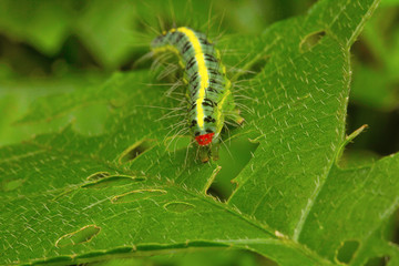 Moth caterpillar , Aarey Milk Colony , INDIA