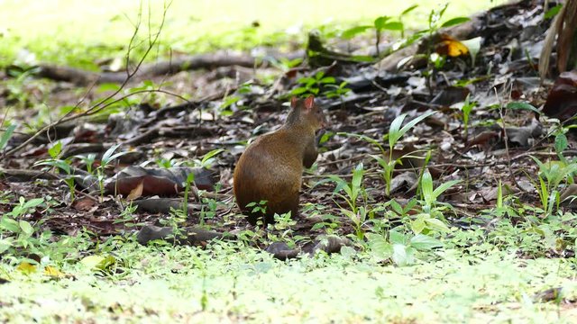 Central American Agouti (Dasyprocta Punctata) sitting on the ground and feeding on fruit