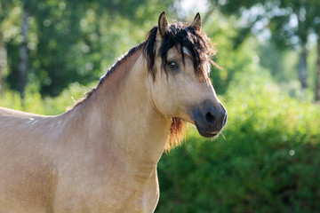 Portrait of buckskin horse outdoors on nature background