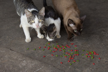 The cats are eating the Cat food tablets.