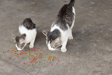 The cats are eating the Cat food tablets.