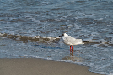 Bonaparte's gull (Chroicocephalus philadelphia)