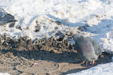 Pigeons are heated in the winter. Birds are warming themselves in the winter. Many pigeons sit in the winter and bask.