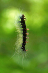 Moth caterpillar , Aarey Milk Colony , INDIA