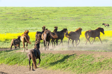 A herd of wild horses shown on Water island in atmospheric Rostov state reserve