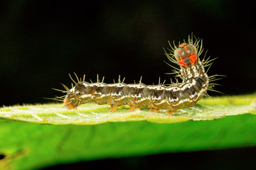 Moth caterpillar , Aarey Milk Colony , INDIA