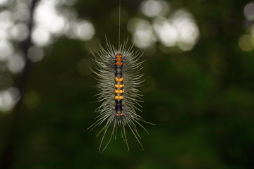 Moth caterpillar , Aarey Milk Colony , INDIA