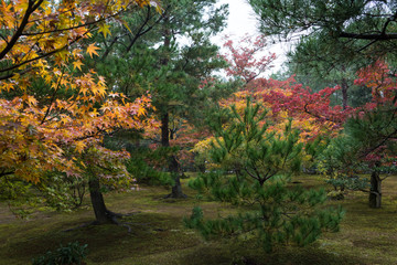 Japanese garden in the fall