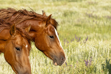 Obraz premium portrait of a wild horse