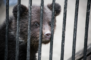 A small bear cub sits in the cage of the zoo, his face snuggled into the bars, and looks pitifully.