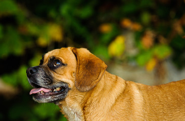 Fototapete bei efototapeten.de bestellen   