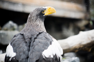 Eagle