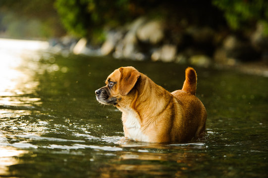 Puggle dog outdoor portrait standing in water at shore