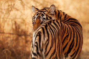  Koninklijke Bengaalse tijger pose met prachtige gouden achtergrond. Geweldige tijger in de natuurhabitat. Wildlife scene met gevaarlijk beest. Heet weer in wild India. Panthera Tigris Tigris. © photocech