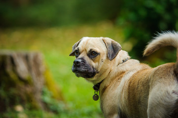 Puggle dog outdoor portrait in nature