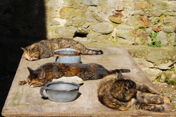 three sleeping cats
