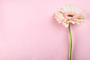 One pink gerbera