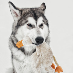 Obraz premium Funny portrait of Alaskan Malamute with toy ducky