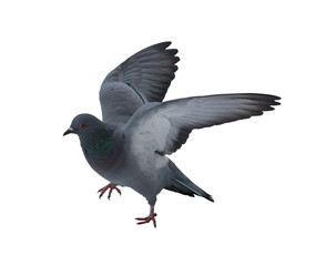 photo of flying up dove on white background