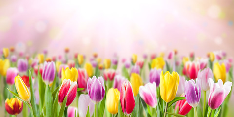 Tulip flowers meadow, spring background