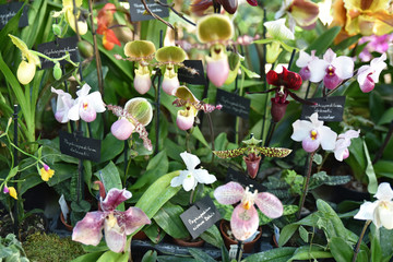 Orchidées en colonie