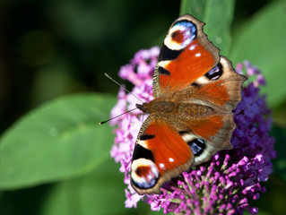 European Peacock butterfly (Inachis io)