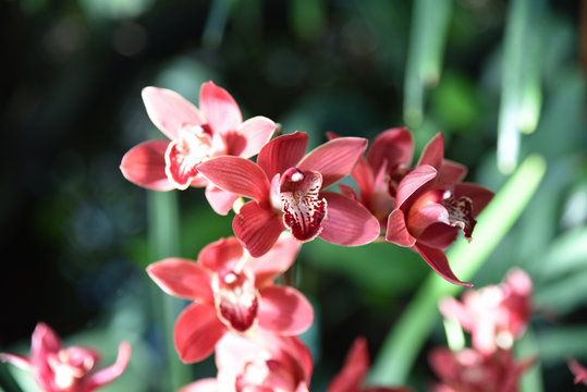 Orchidée rouge et blanc