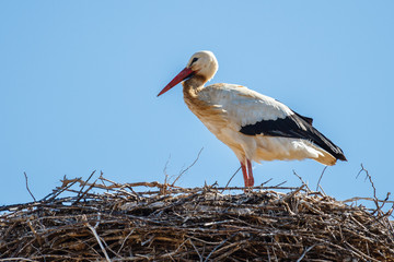 Cigüeña blanca en el nido. Ciconia ciconia.