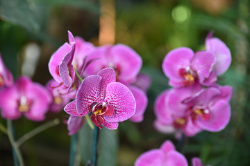 Orchid&eacute;e violette