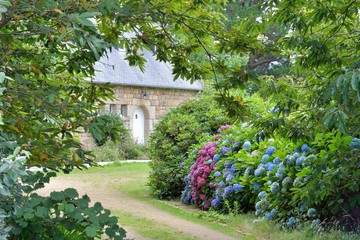 Allée avec des hortensias en Bretagne