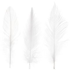 three pure straight feathers set isolated on white