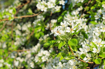 Pear tree spring blossom. Pear tree blooming in the garden.