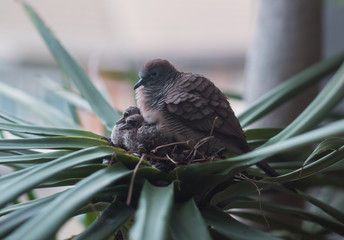 A mother dove is sitting on two baby birds in the warm nest.