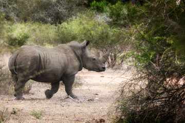Naklejka na ściany i meble Nosorożec w Parku Narodowym Krygera, RPA