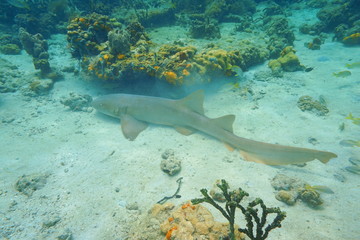 Fototapeta na wymiar Nurse shark, Ginglymostoma cirratum, underwater on the seabed in the Caribbean sea, Mexico