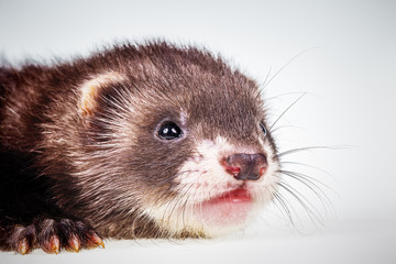 Ferret baby on white background
