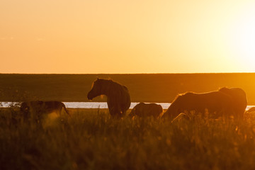 Wild horses grazing on summer meadow at sunset