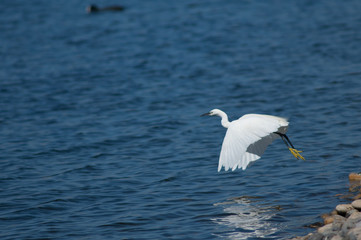 Fototapeta na wymiar Little egret (Egretta garzetta) taking flight. El Fraile lagoon. Arona. Tenerife. Canary Islands. Spain.