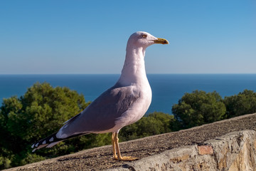 seagull on the wall