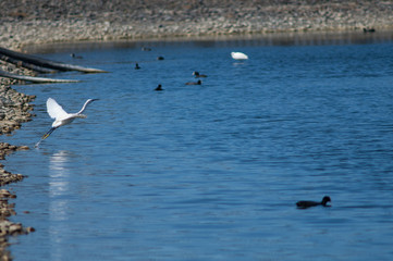 Fototapeta na wymiar Little egret (Egretta garzetta) taking flight. El Fraile lagoon. Arona. Tenerife. Canary Islands. Spain.