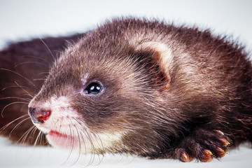 Ferret baby on white background