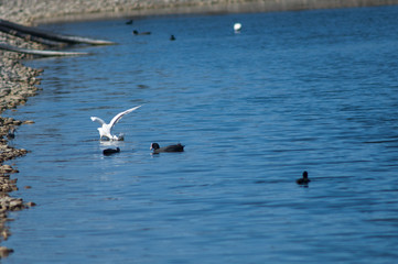 Little egret (Egretta garzetta) fishing and Eurasian coot (Fulica atra). El Fraile lagoon. Arona. Tenerife. Canary Islands. Spain.