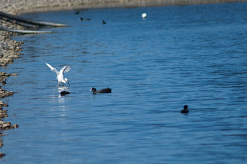 Little egret (Egretta garzetta) fishing and Eurasian coot (Fulica atra). El Fraile lagoon. Arona. Tenerife. Canary Islands. Spain.