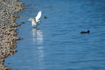 Little egret (Egretta garzetta) fishing and Eurasian coot (Fulica atra). El Fraile lagoon. Arona. Tenerife. Canary Islands. Spain.