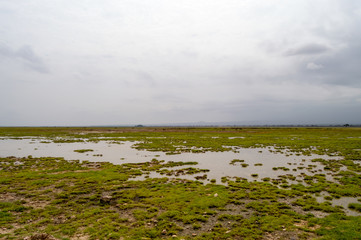 View of the meadow in the savannah of Amboseli Park in Kenya