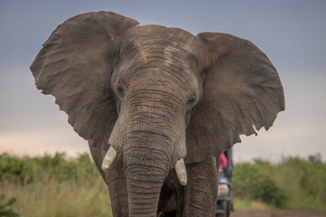 Obraz premium The Mighty Elephant