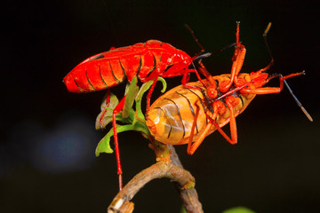 Red silk cotton bug, Aarey Milk Colony , INDIA