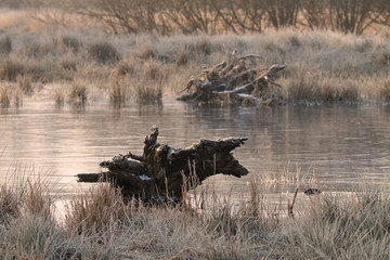 Obraz na płótnie Canvas Baumwurzel gefrorenen See in der Morgen Sonne