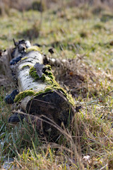 Alter Baumstamm mit Moos und Pilz überwachsen